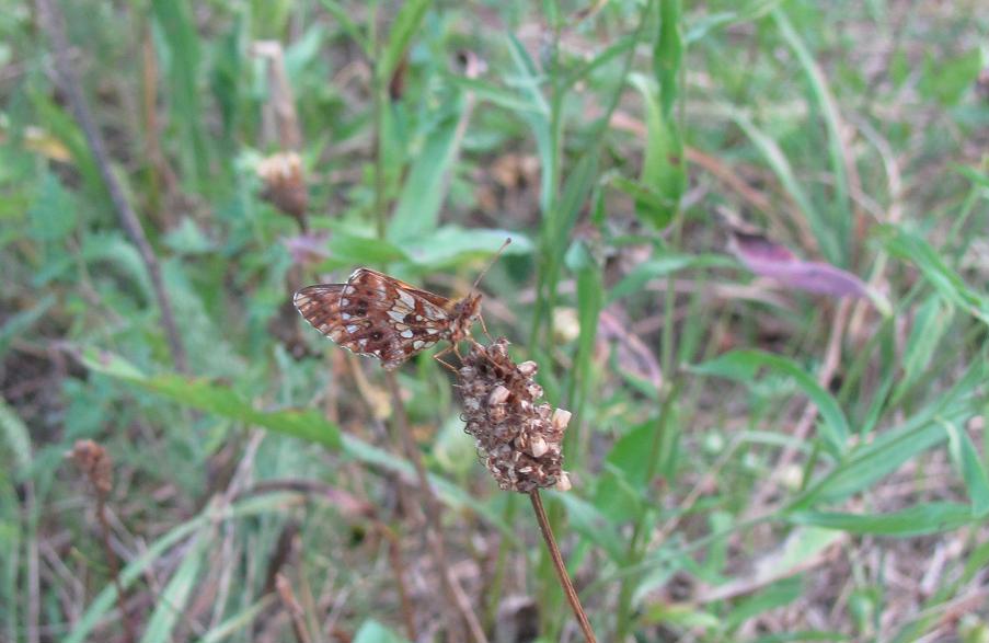 Boloria dia?